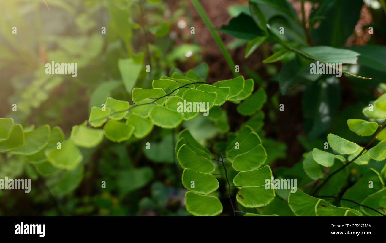 Green leaves of delta maidenhair fern (Adiantum raddianum) grown in the