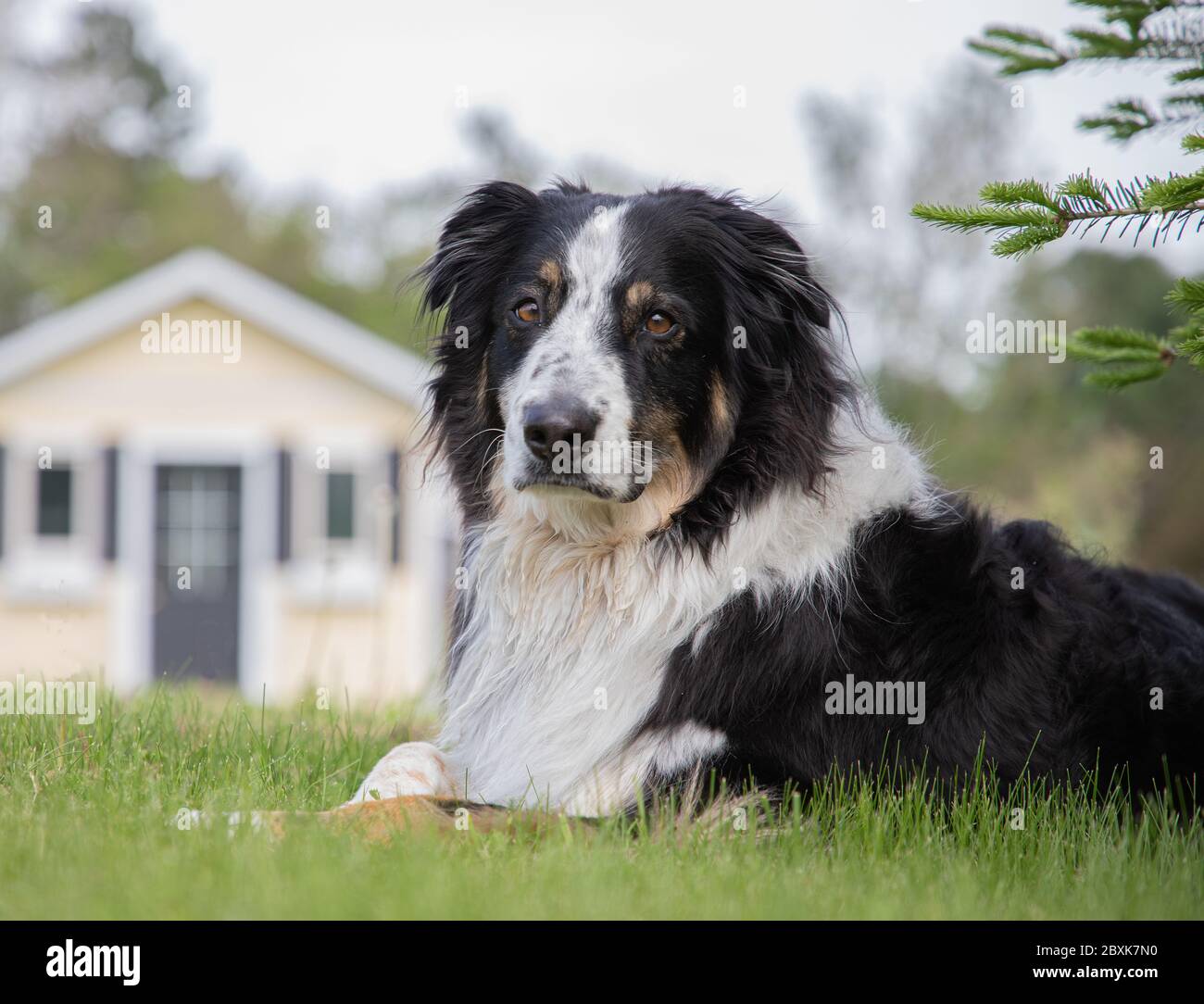 White Collie Shepherd Mix
