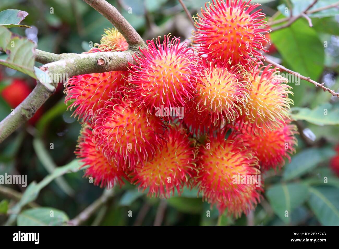 Rambutan tree in organic hi-res stock photography and images - Alamy