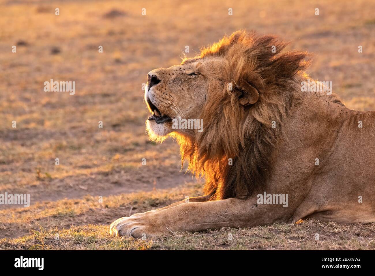 Male lion with mouth open, calling out to the rest of the pride, backlit by the sun. Image taken in the Maasai Mara National Reserve, Kenya. Stock Photo