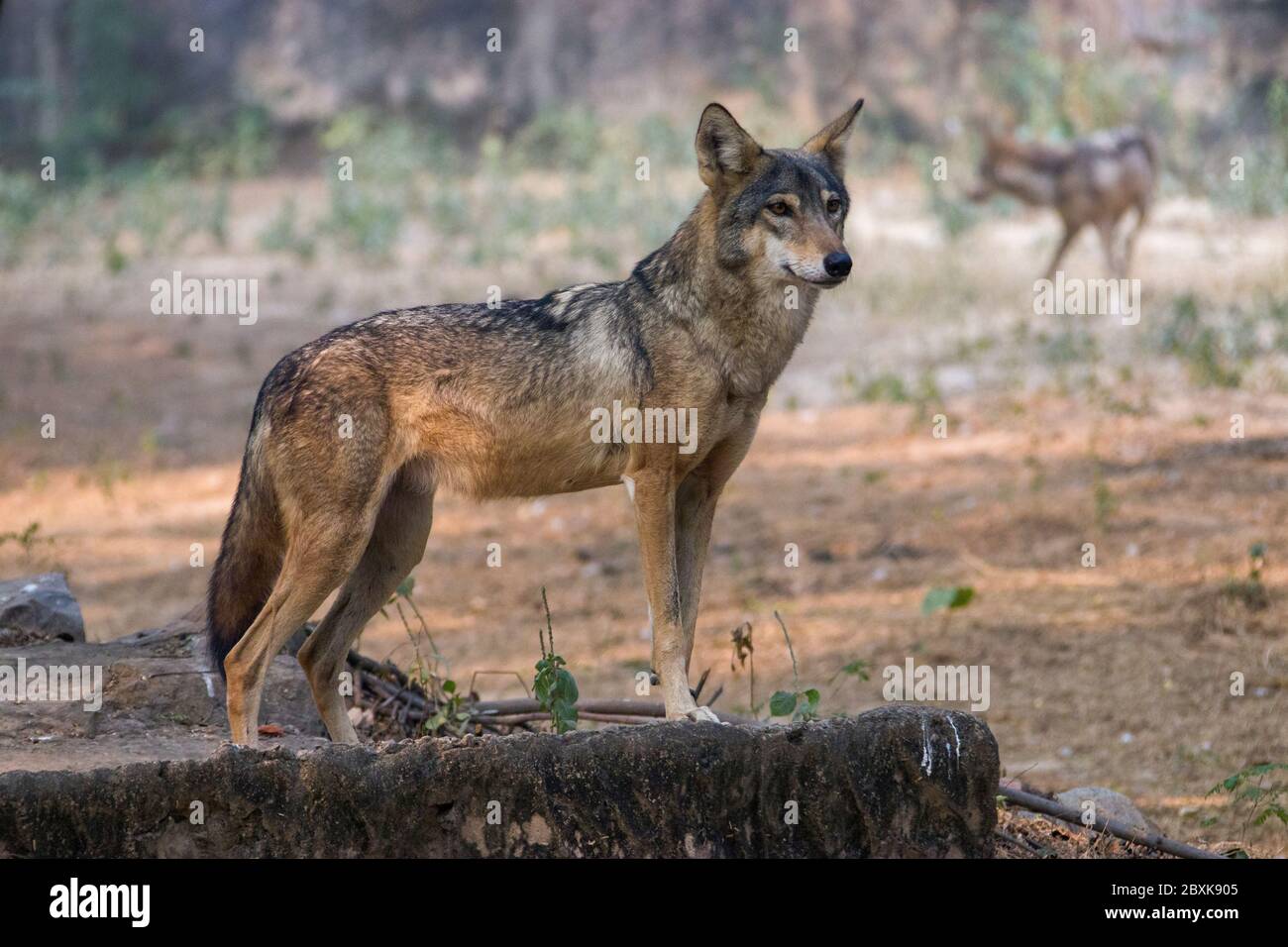 an indian wolf (Canis lupus pallipes)stands on the rock, which is is a subspecies of grey wolf that ranges from Southwest Asia to the Indian Stock Photo