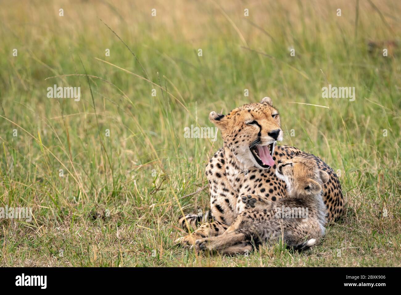 Mother cheetah with mouth open looking at her young cub as he stares up at her intently. Image taken in the Maasai Mara National Reserve, Kenya. Stock Photo