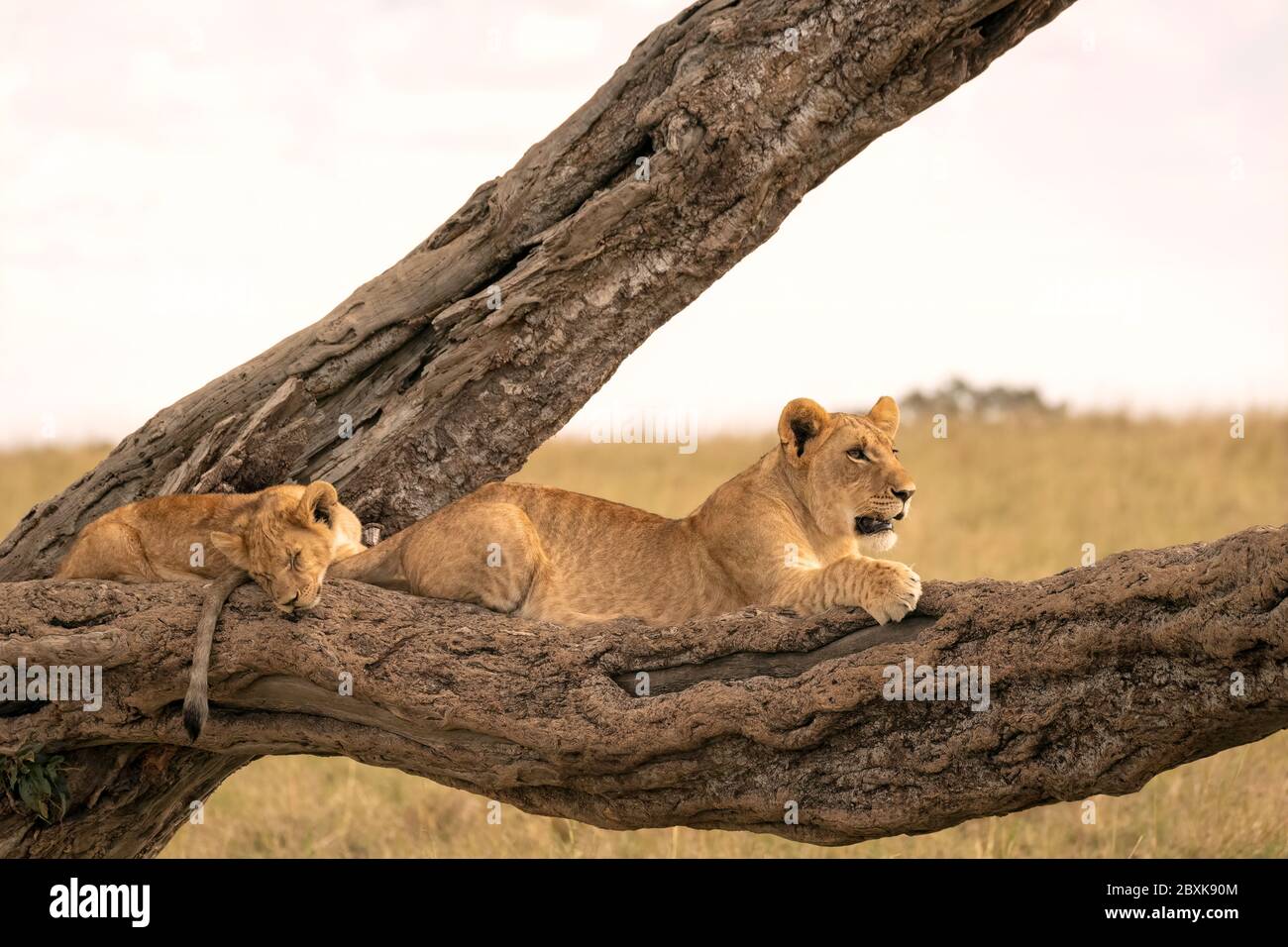 Masai Lion Guard High Resolution Stock Photography And Images Alamy