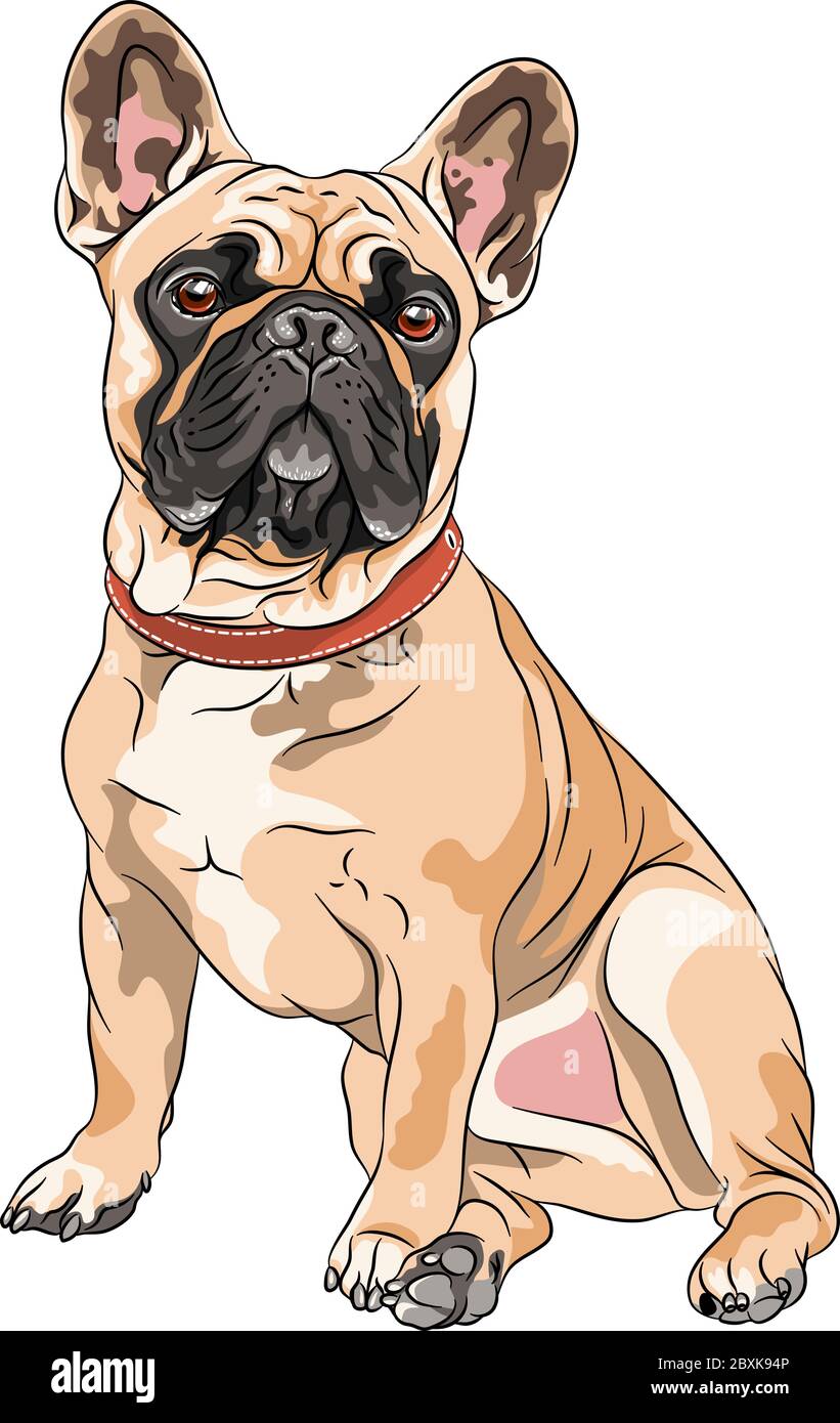 Vector fawn dog French Bulldog breed sitting, the most common colouring Stock Vector
