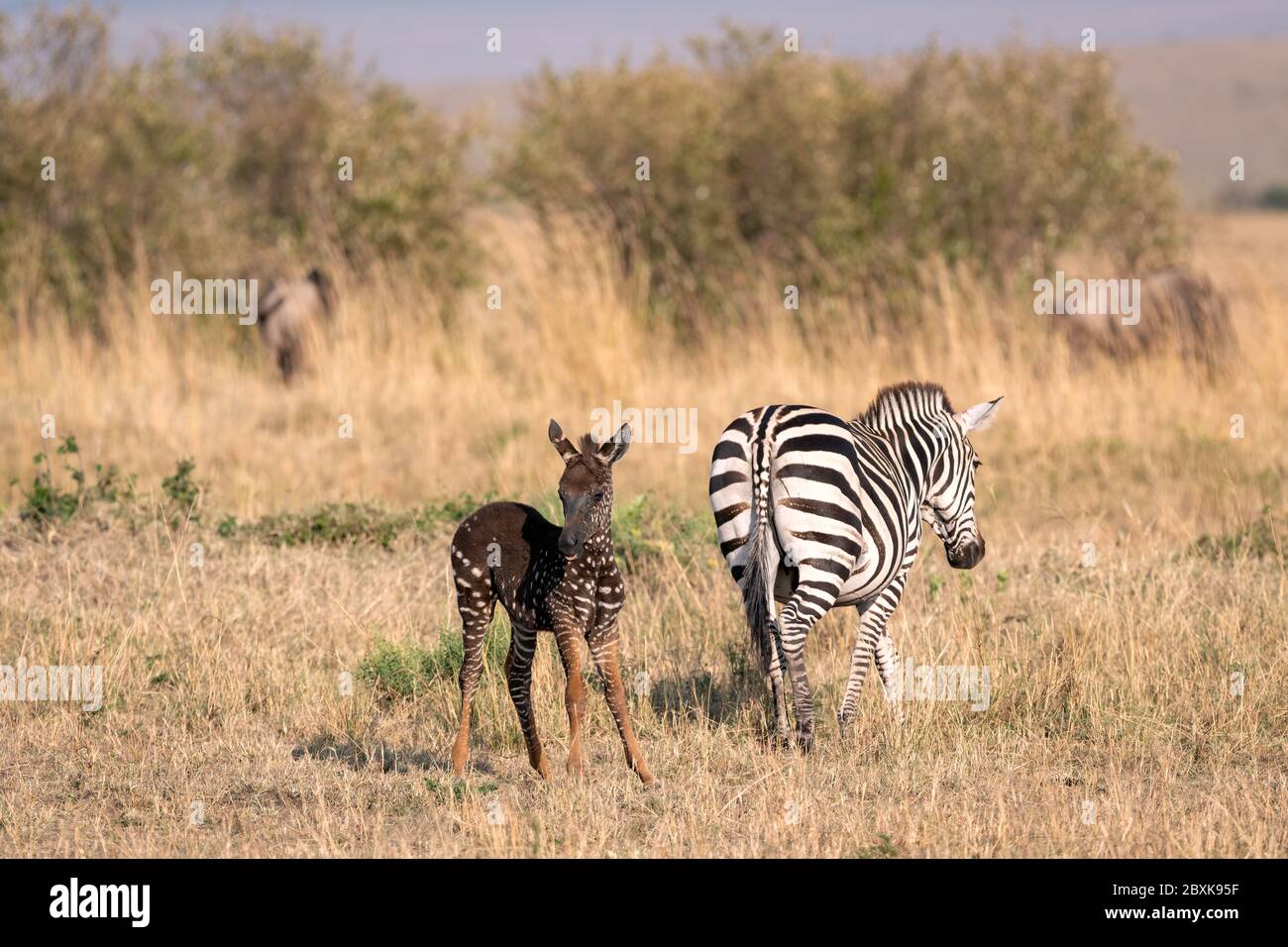 Rare zebra foal with polka dots (spots) instead of stripes, named Tira after the guide who first saw him, with his mother. Stock Photo