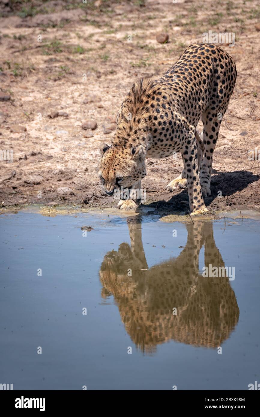 A young cheetah snarls at its reflection in a pond of water. Image taken in the Maasai Mara National Reserve, Kenya. Stock Photo