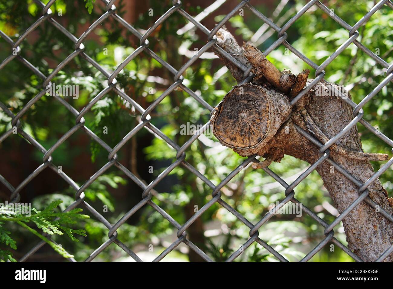 Dead tree branch, recently cut, interwoven in a chain link garden fence in  a Glebe garden, Ottawa, Ontario, Canada Stock Photo - Alamy