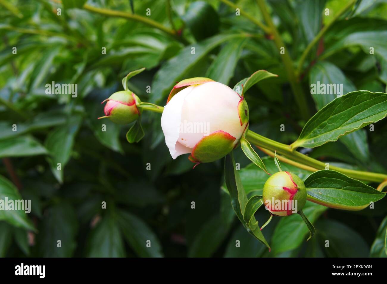 Three white peony buds, one about to burst open, against a backdrop of green foliage, in a Glebe garden, Ottawa, Ontario, Canada. Stock Photo