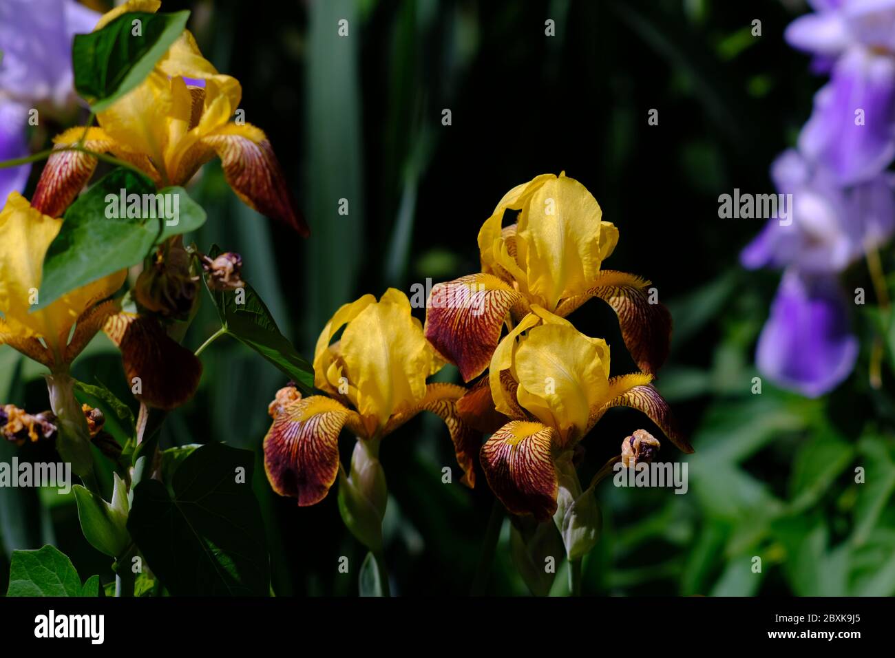A tall bearded iris (Iris Germanica 'Rajah'?) that has yellow flowers