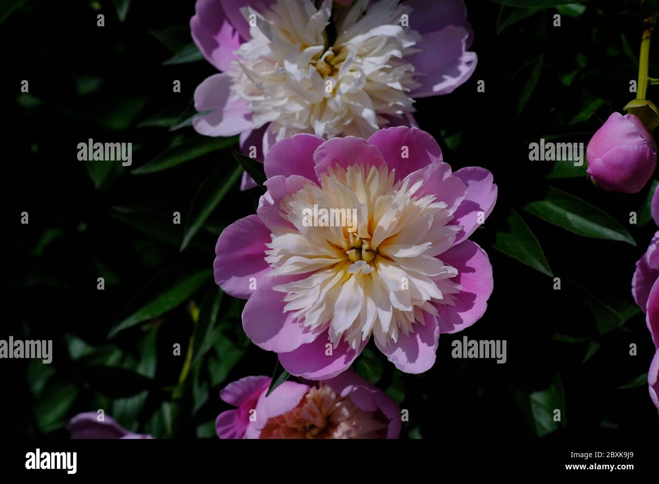 Gorgeous double peony (var Lady Liberty) ranging in colour from white to hot pink in a Glebe garden, Ottawa, Ontario, Canada. Stock Photo