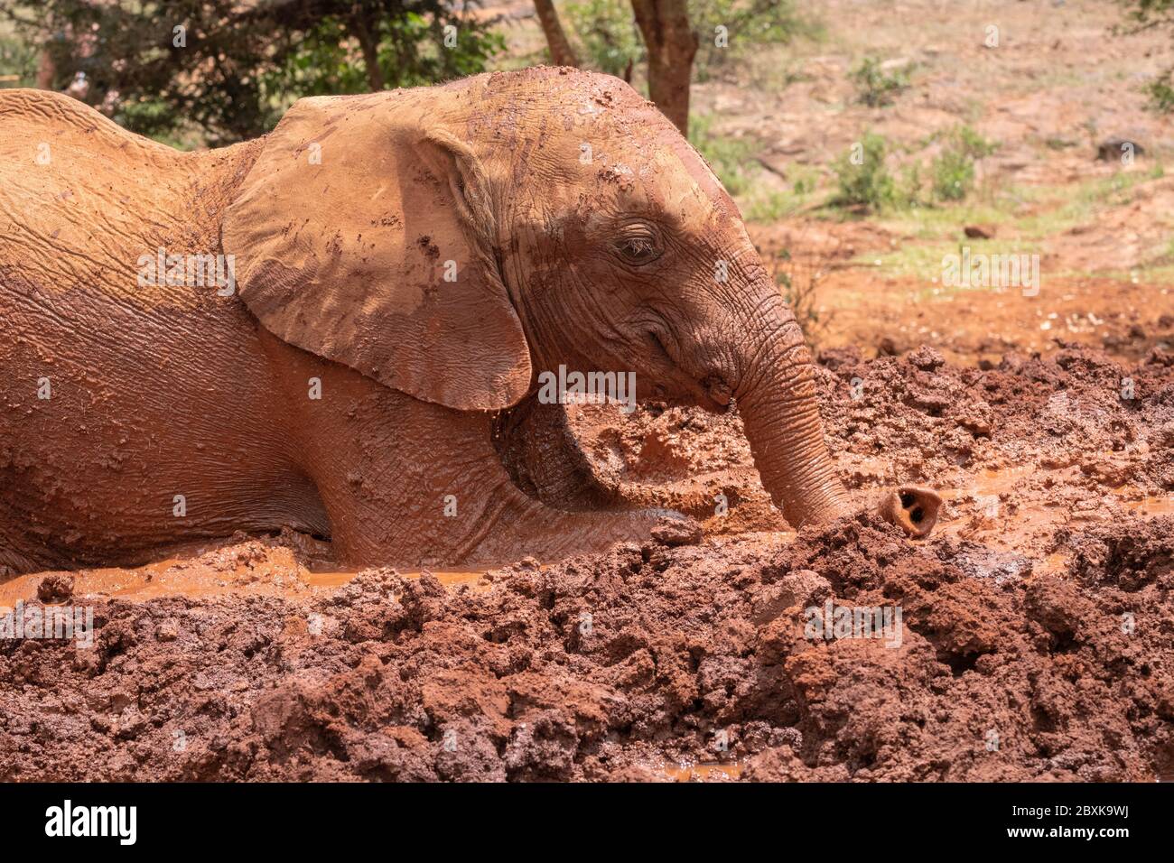 Baby elephant rolling in red colored mud Stock Photo Alamy