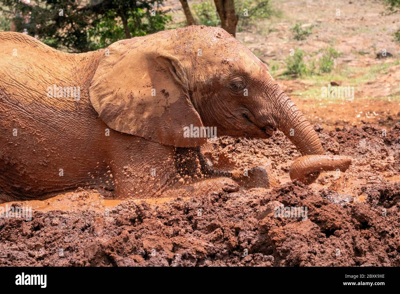 Baby elephant rolling in red colored mud Stock Photo - Alamy