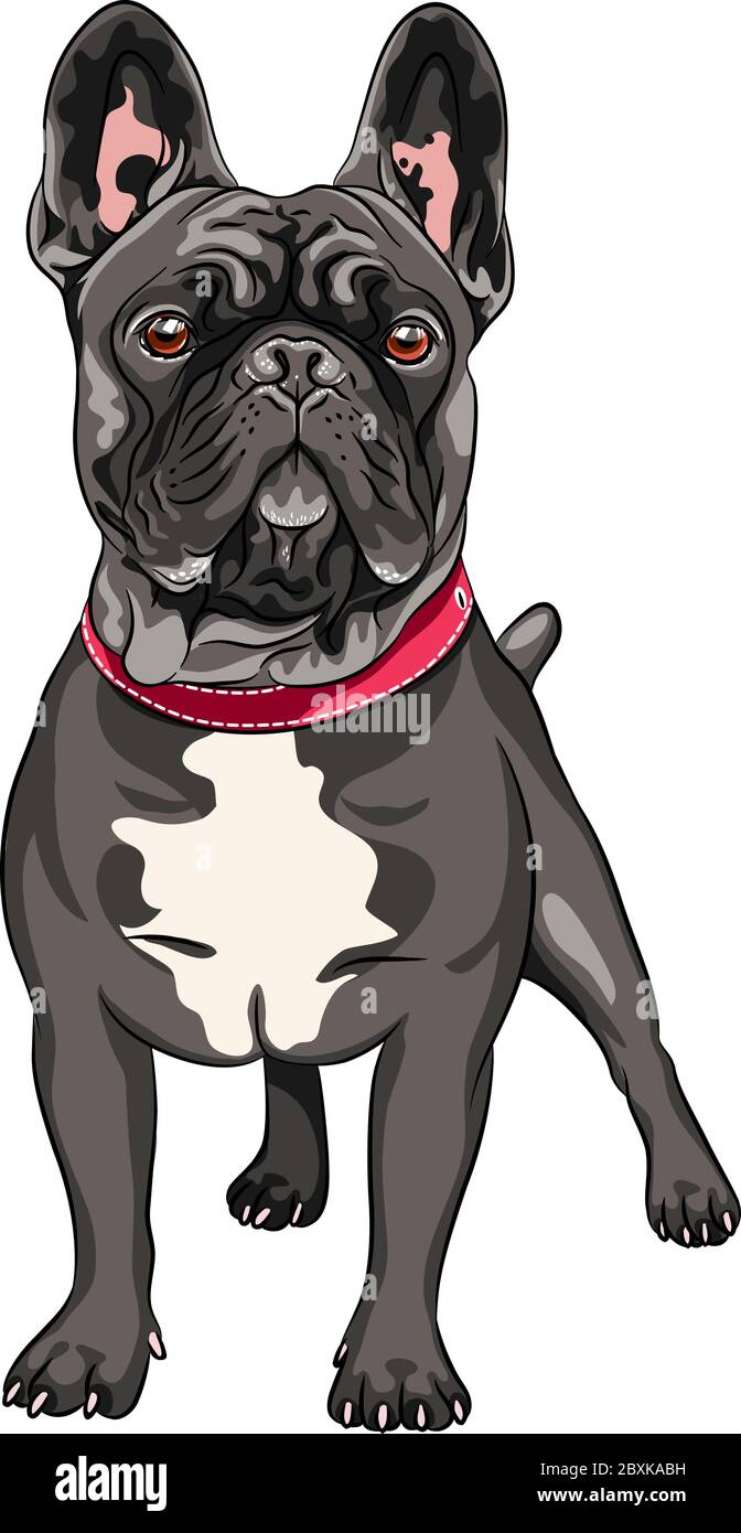 Vector black dog French Bulldog breed standing, the most common colouring Stock Vector