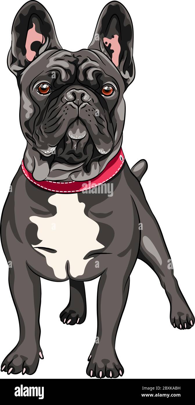 Vector black dog French Bulldog breed standing, the most common colouring Stock Vector Image