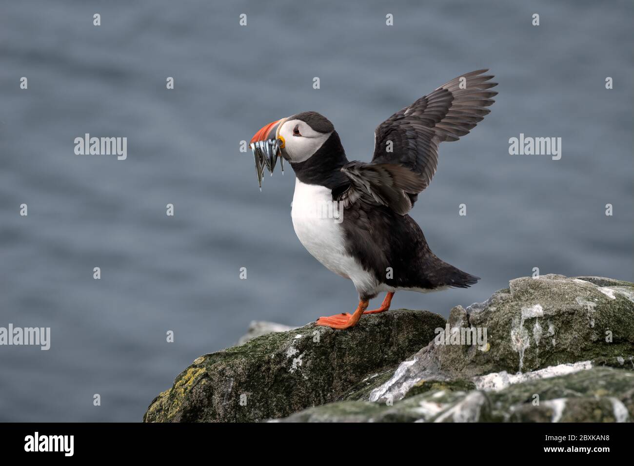 Puffin standing on a rock, flapping its wings, with sand eels in its mouth and the ocean in the background. Stock Photo