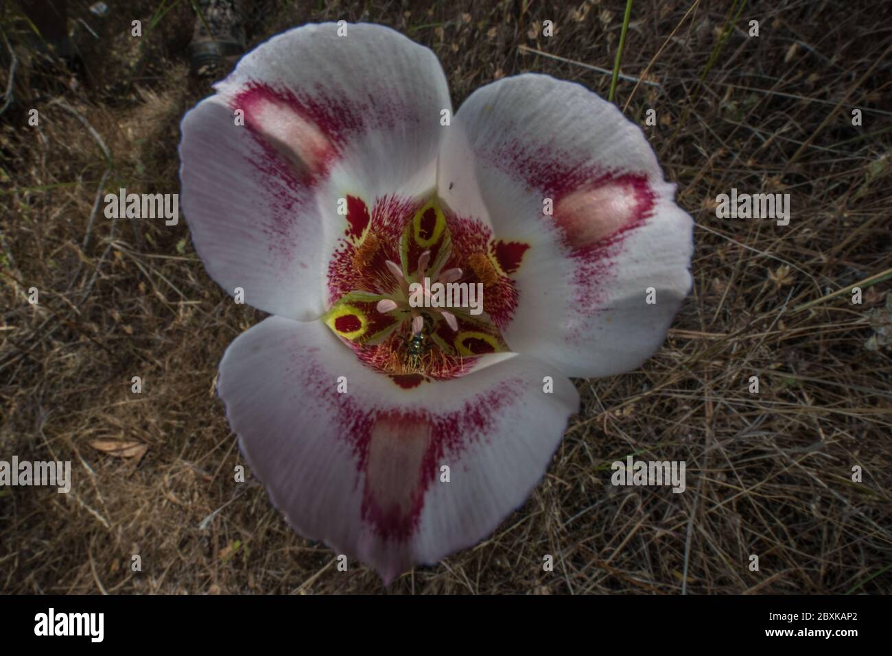 Calochortus venustus, the butterfly mariposa lily is a stunning flower that can only be found growing in California. Stock Photo