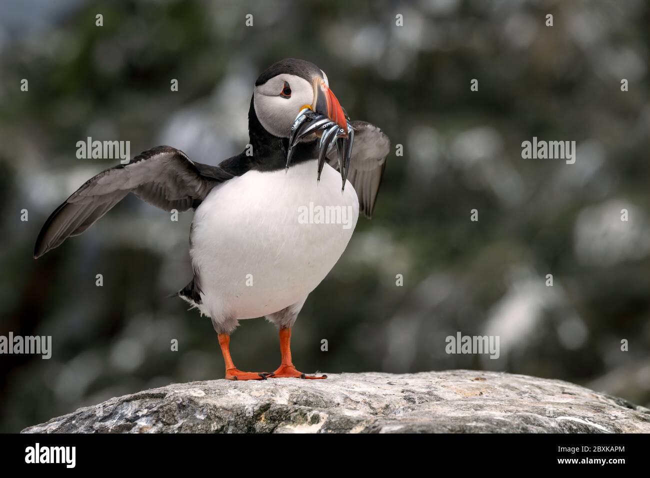 Puffin standing on a rock with sand eels in its mouth flapping its wings. The breeding colony can be seen in the background. Stock Photo