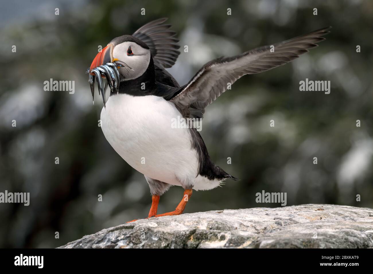 Puffin standing on a rock with sand eels in its mouth flapping its wings. The breeding colony can be seen in the background. Stock Photo