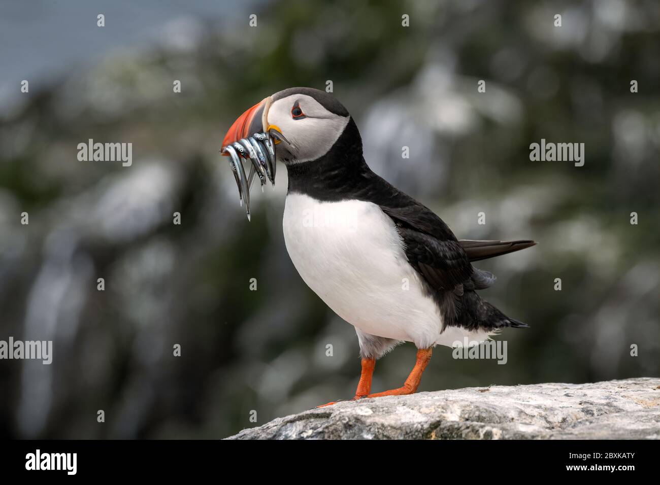 Puffin standing on a rock with sand eels in its mouth. The breeding colony can be seen in the background. Stock Photo