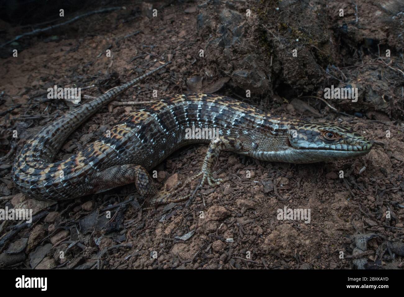 Elgaria multicarinata, the southern alligator lizard from the West coast of North America. Stock Photo