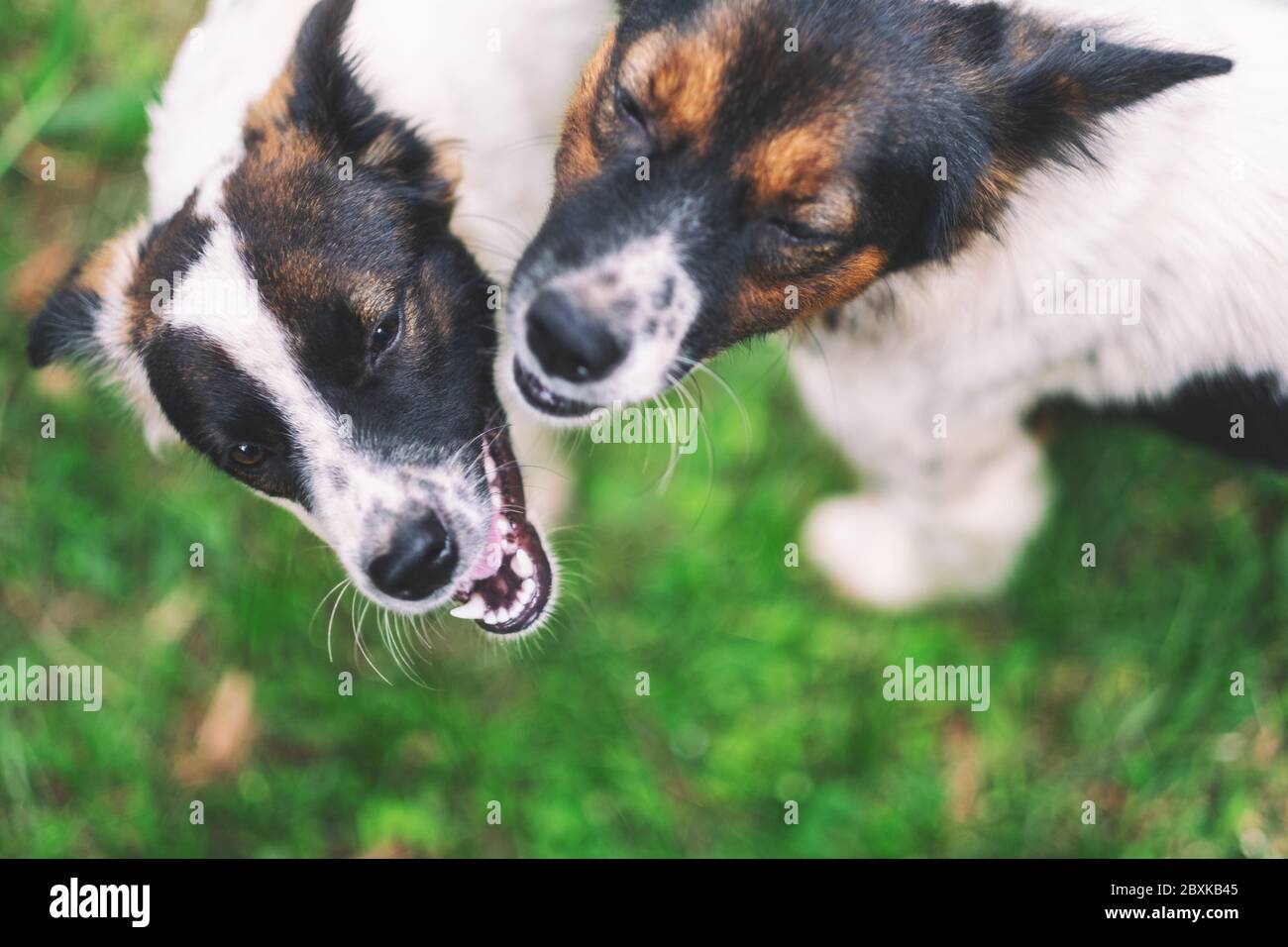 Two dogs playing together with green grass background Stock Photo - Alamy