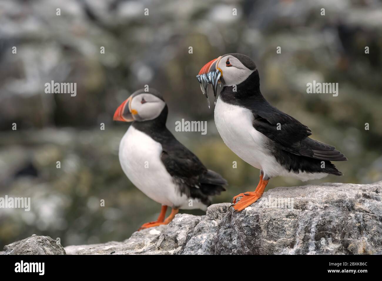 Pair of puffins (one with sand eels in its mouth) standing on a rock with the breeding colony in the background. Stock Photo