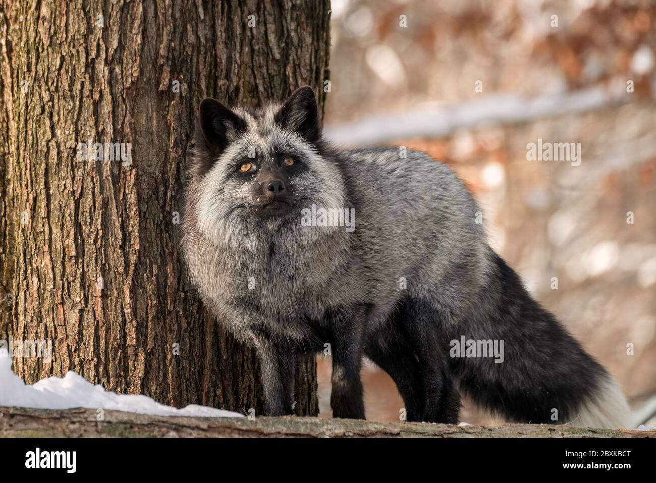 A Red Fox that just happens to have gray fur standing on a log next to a tree. You can tell it's a Red Fox by the white tip on the tail. Stock Photo