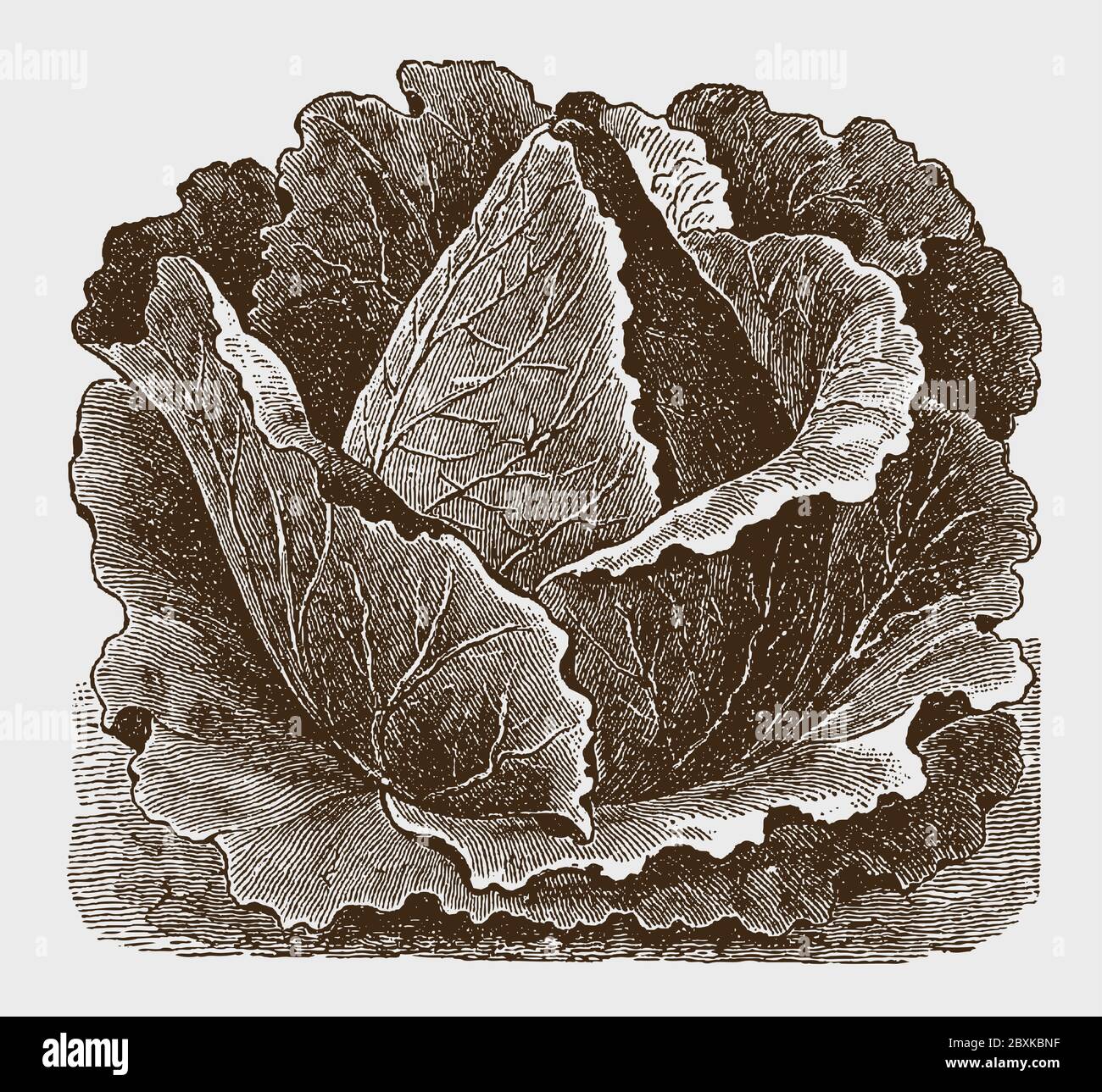Pointed cabbage cultivar, after a historical engraving from the early 20th century Stock Vector
