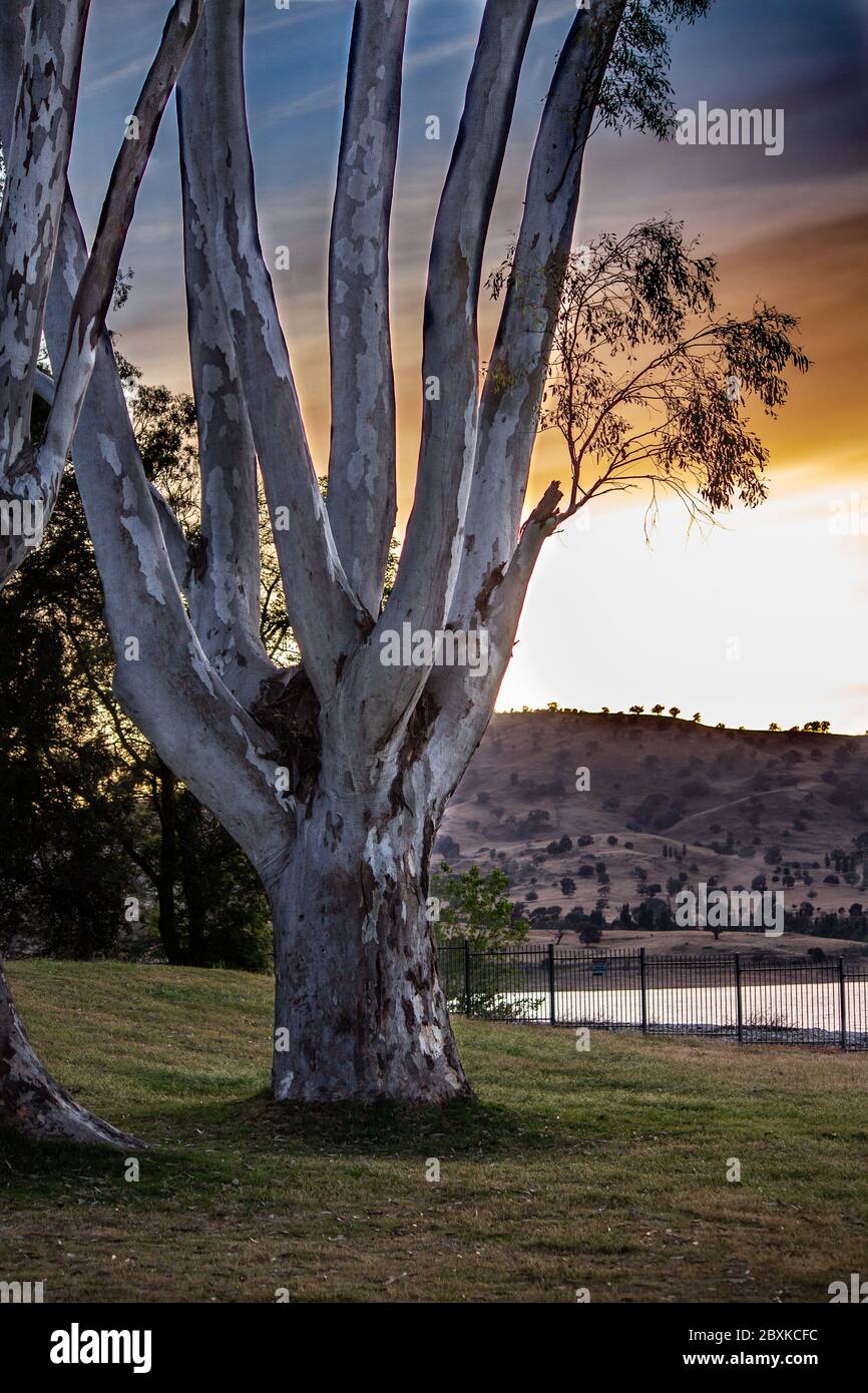 Large Eucalyptus gum trees stand beside river lake in grass parklands against early morning sky Stock Photo