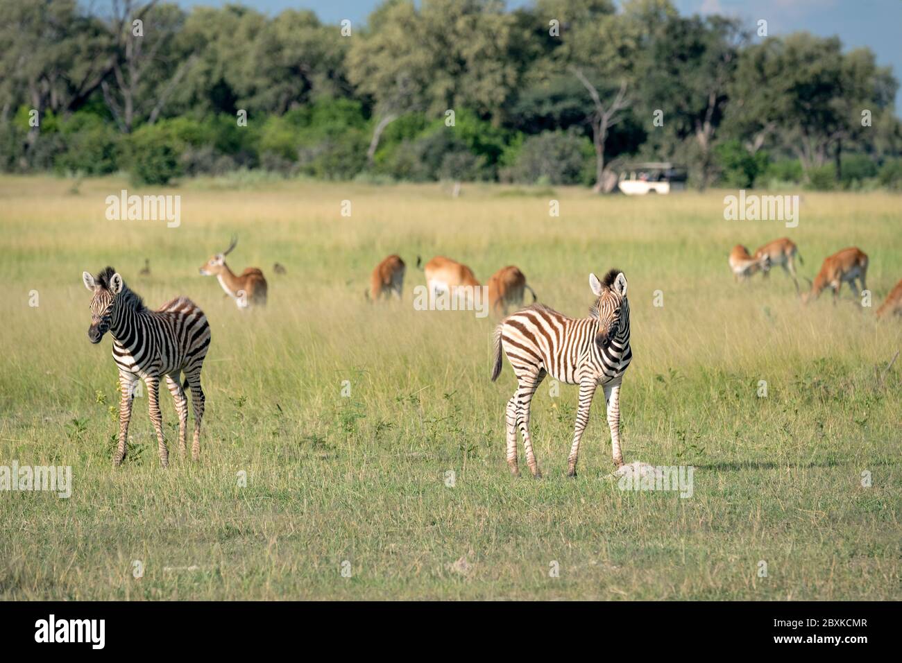 Mixed herd of zebra and impala grazing on grass with two young zebra foals. Image taken on the Okavango Delta, Botswana. Stock Photo
