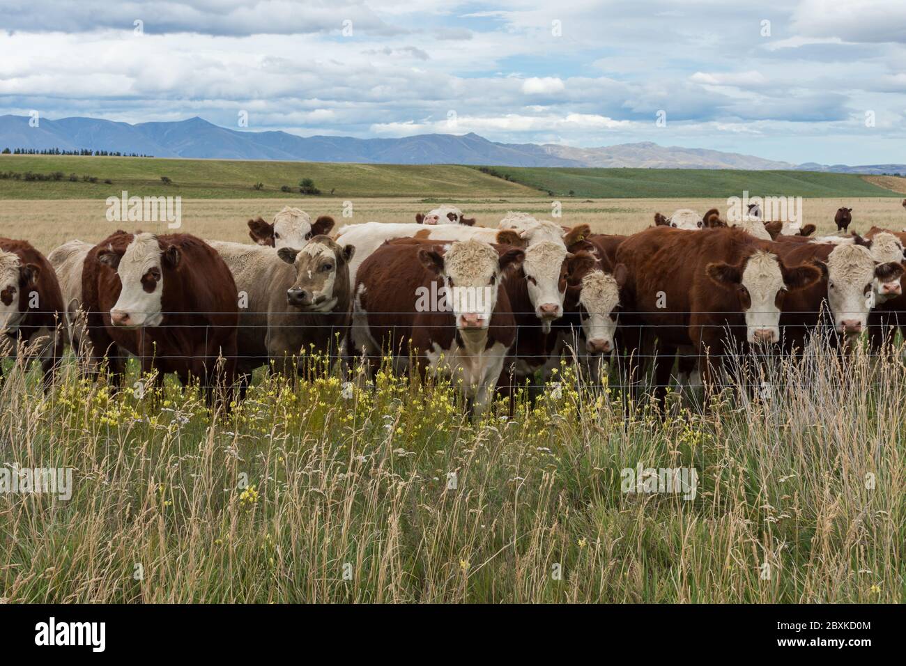 Rural environment of the 0tago Central Rail Trail (New Zealand). Sppoted cattle behind the fence. Stock Photo