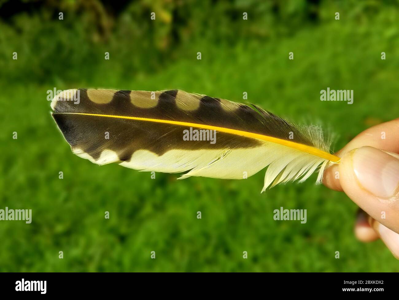 Holding a black and yellow bird feather overlooking green grass Stock