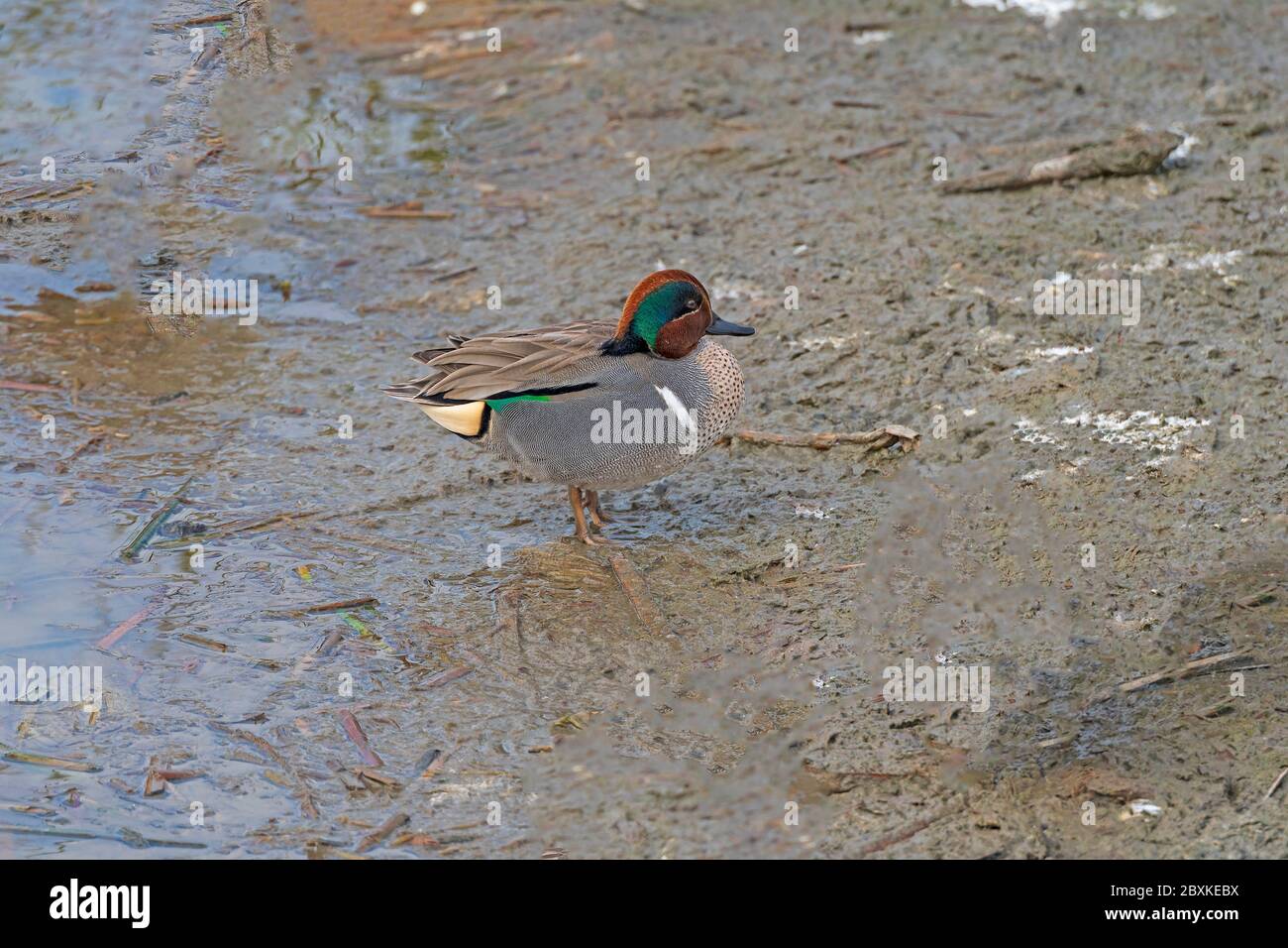 Green Winged Teal in a Marshland in the Port Aransas Birding Center in Texas Stock Photo