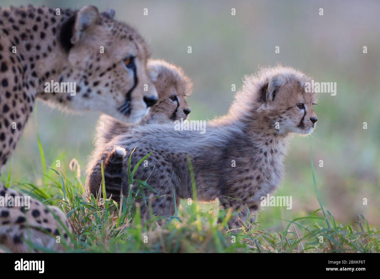 Cheetah female with two small baby cheetahs all looking the same direction to the right standing in green grass in soft afternoon light Kruger Park So Stock Photo