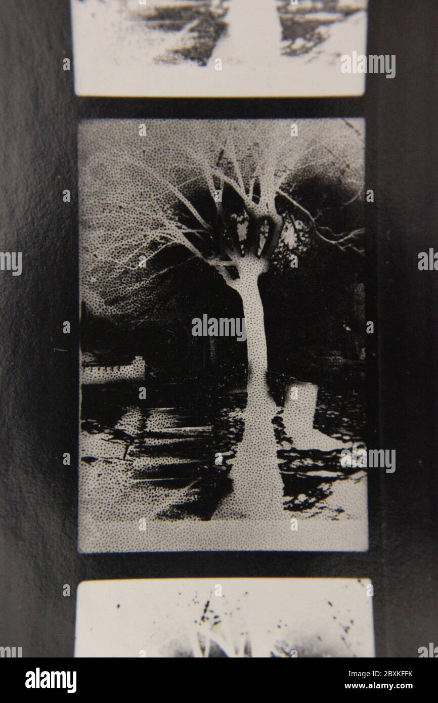 Fine 1970s vintage black and white photography of the beauty of nature ...