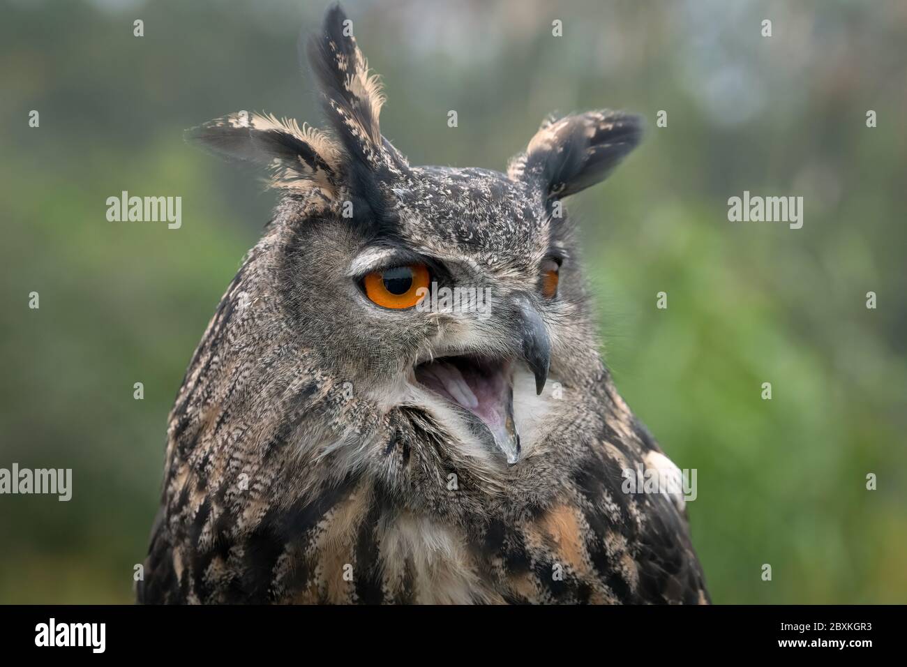 Eurasian eagle-owl closeup portrait with mouth open, surrounded by green trees Stock Photo