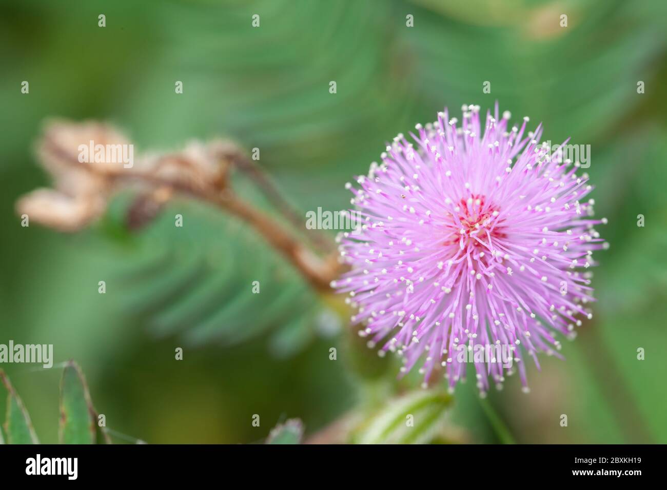 mimosa flowers in the morning Stock Photo Alamy