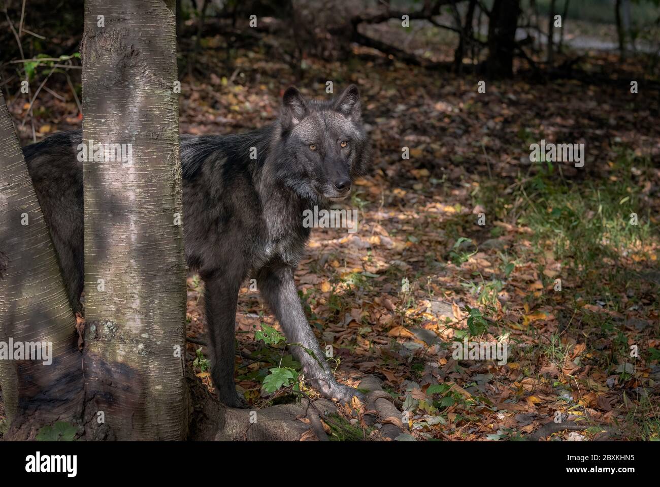 Beautiful black timber wolf cautiously peering around a tree with Fall ...