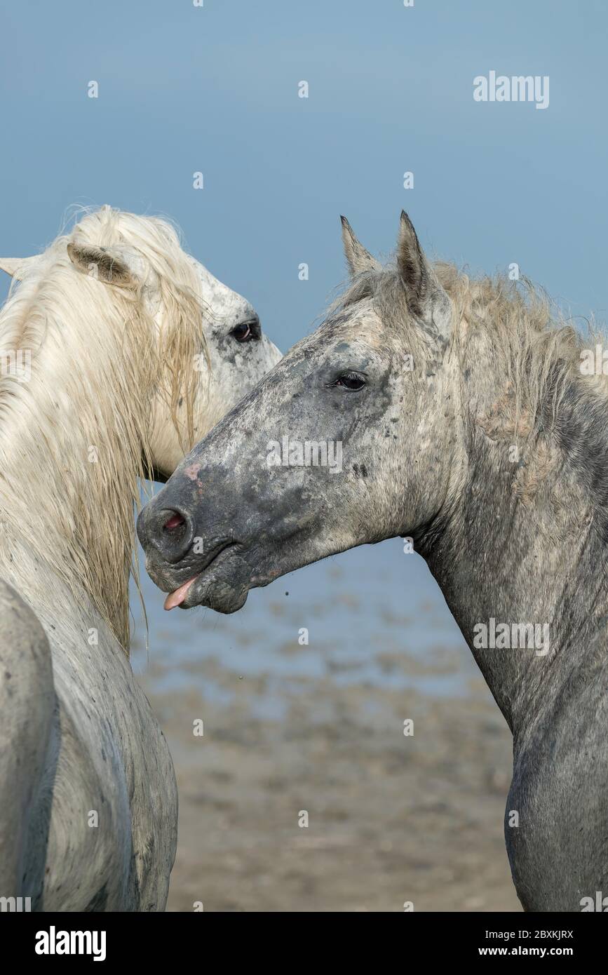 Muddy white Camargue horses resting after running through the water Stock Photo