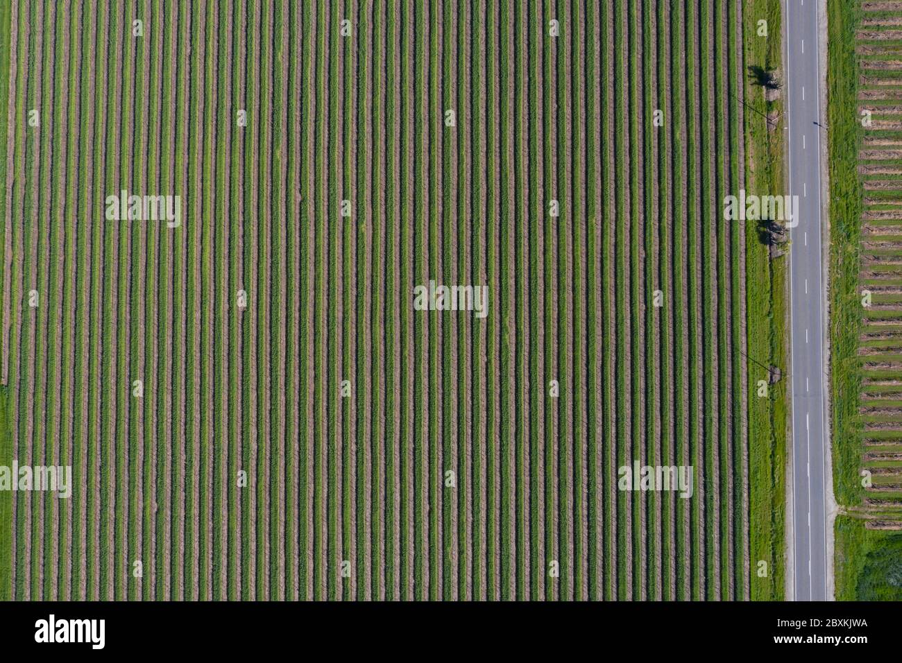 Aerial top down view of a vineyard next to a road in the Barossa Valley, South Australia Stock Photo