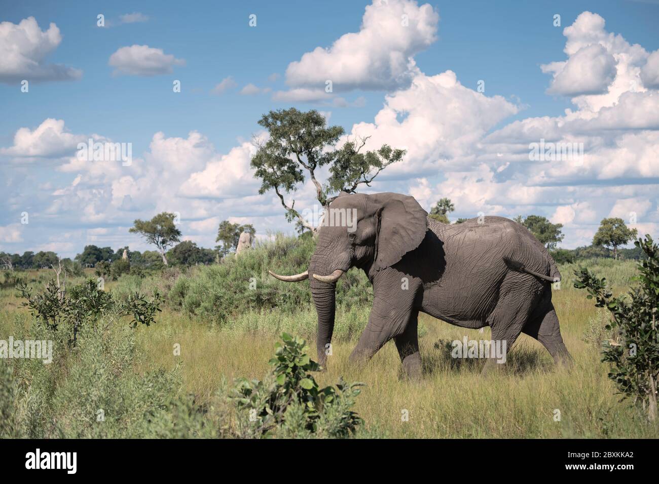 Large African Elephant walking through a clearing, feeding on low bushes, Okavango Delta, Botswana Stock Photo