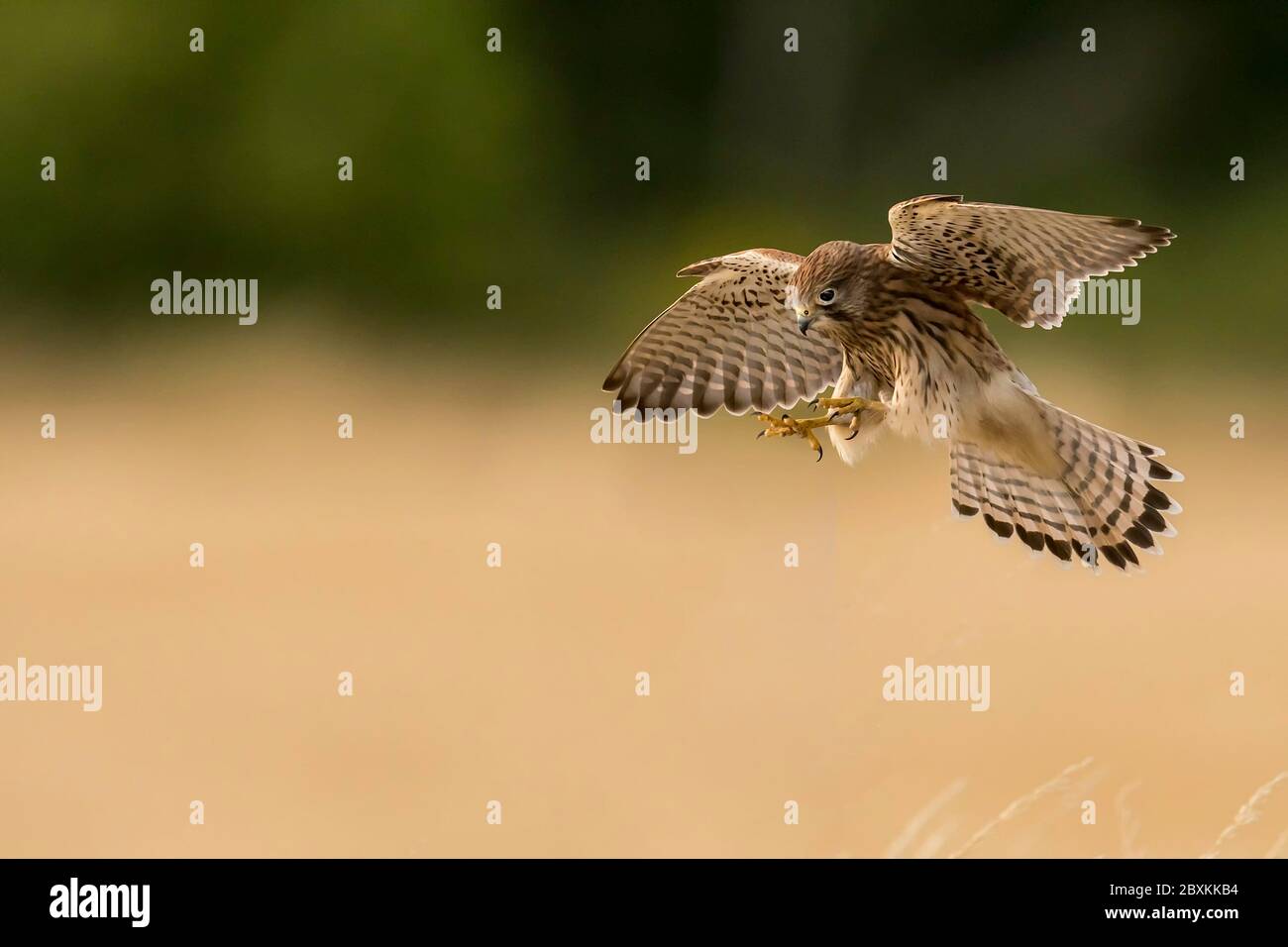 Common Kestrel Falco tunnunculas just about to attack a prey item on a Norfolk Farm UK. Stock Photo