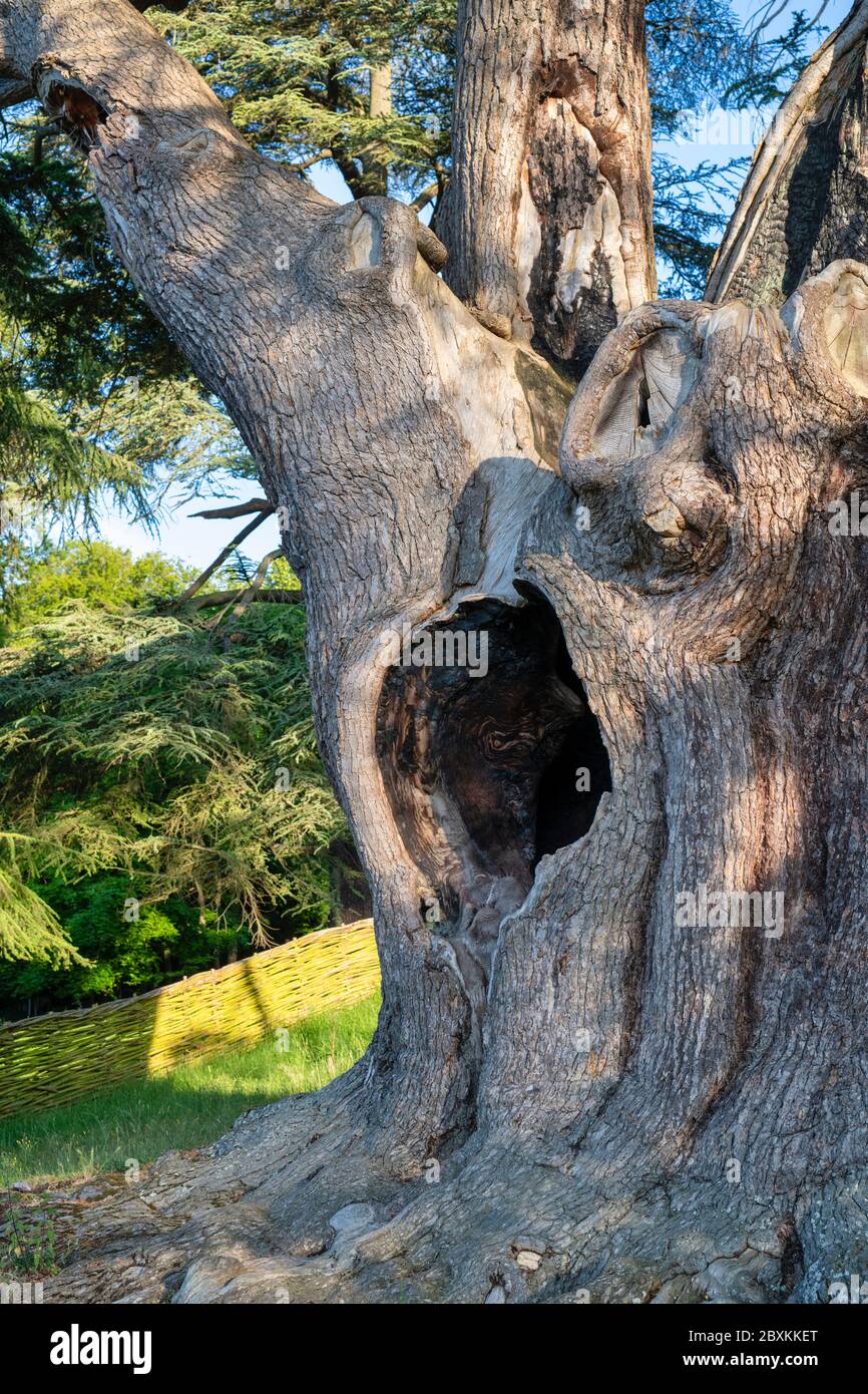 Harry 2024 potter tree