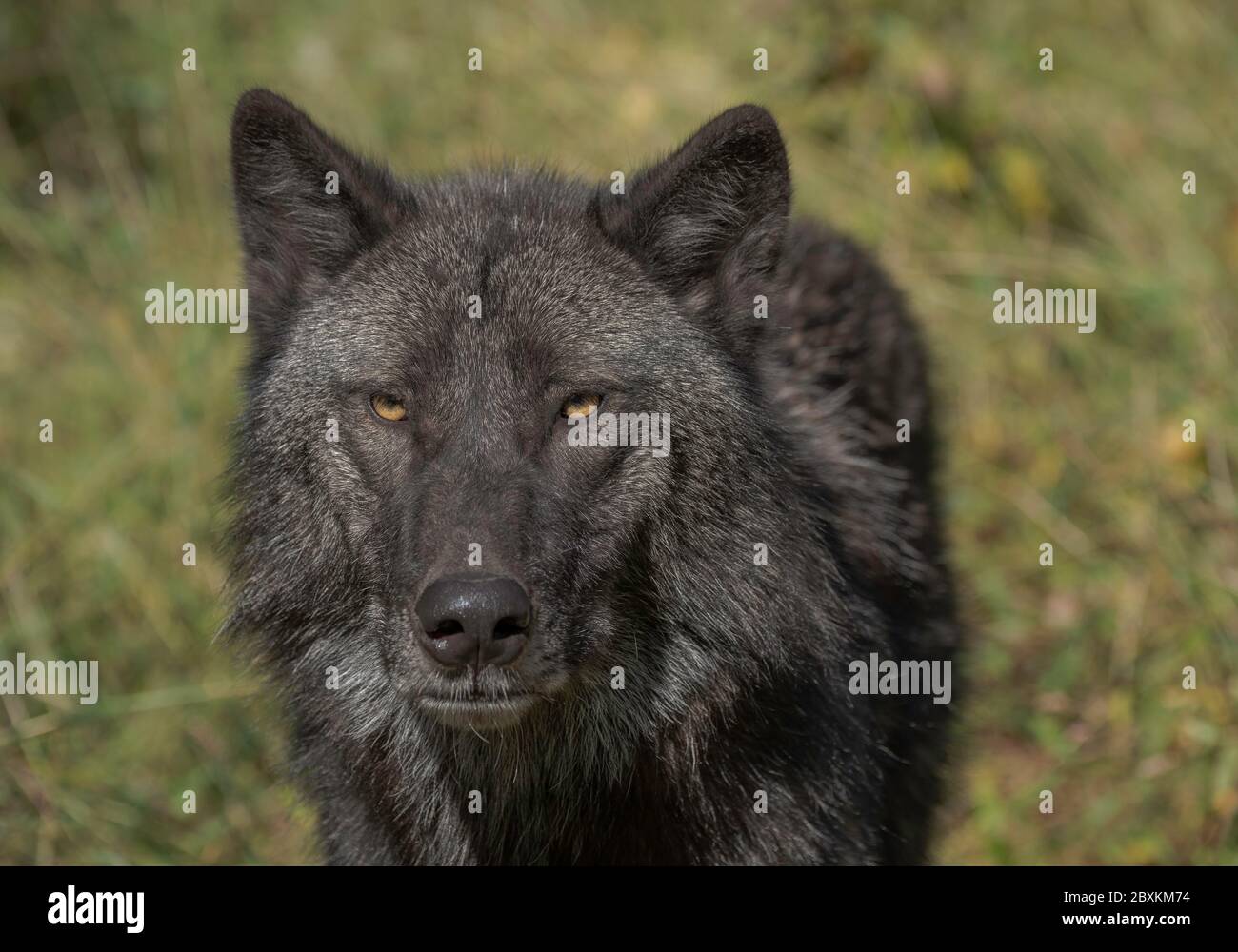 Timber Wolf (also known as a Grey Wolf or Gray Wolf) with black and