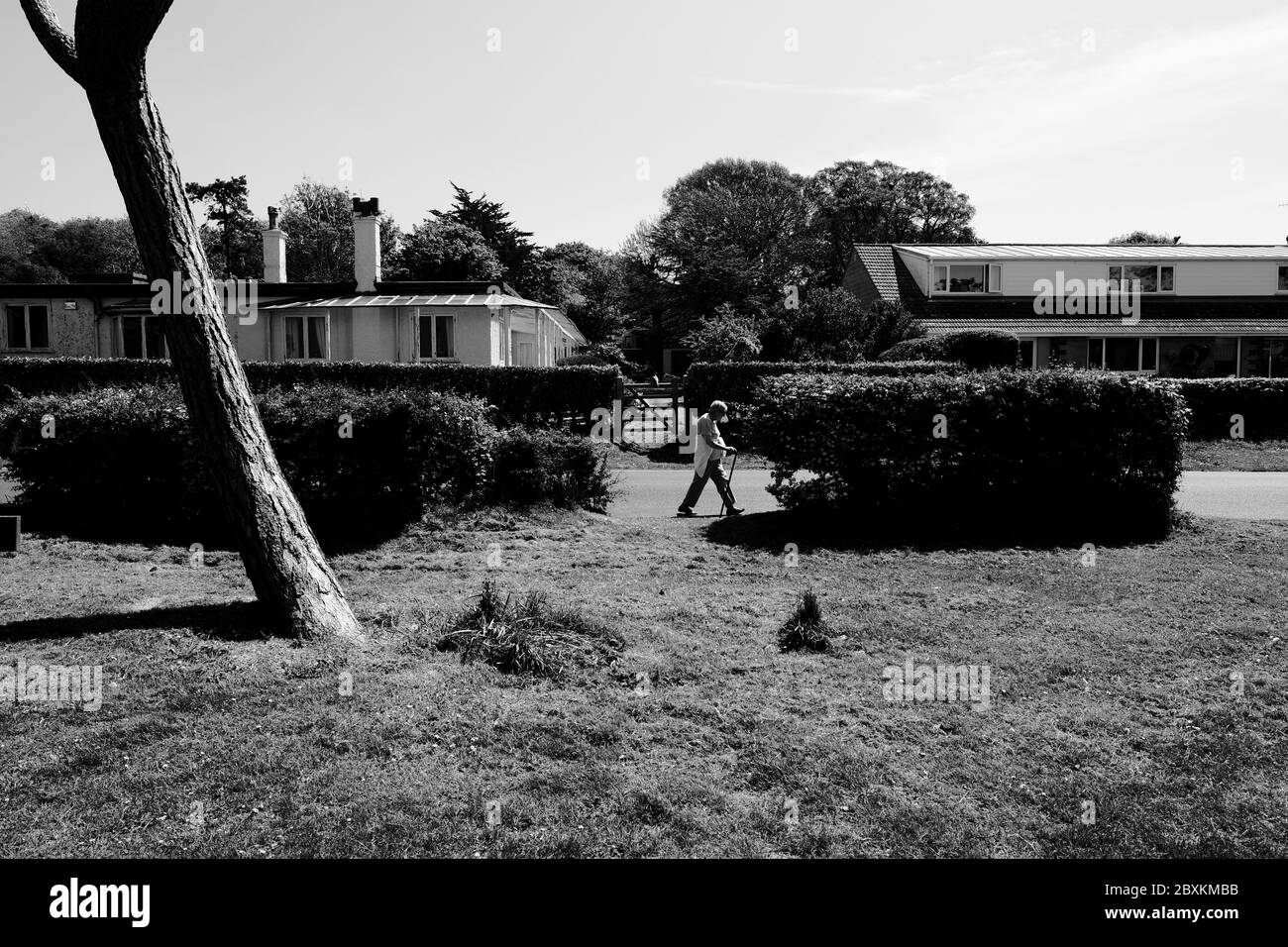 Walker with stick on Cliff Road Turf Walk Totland Bay passing break in hedge row boundary large tree trunk and residential dwellings monochrome Stock Photo
