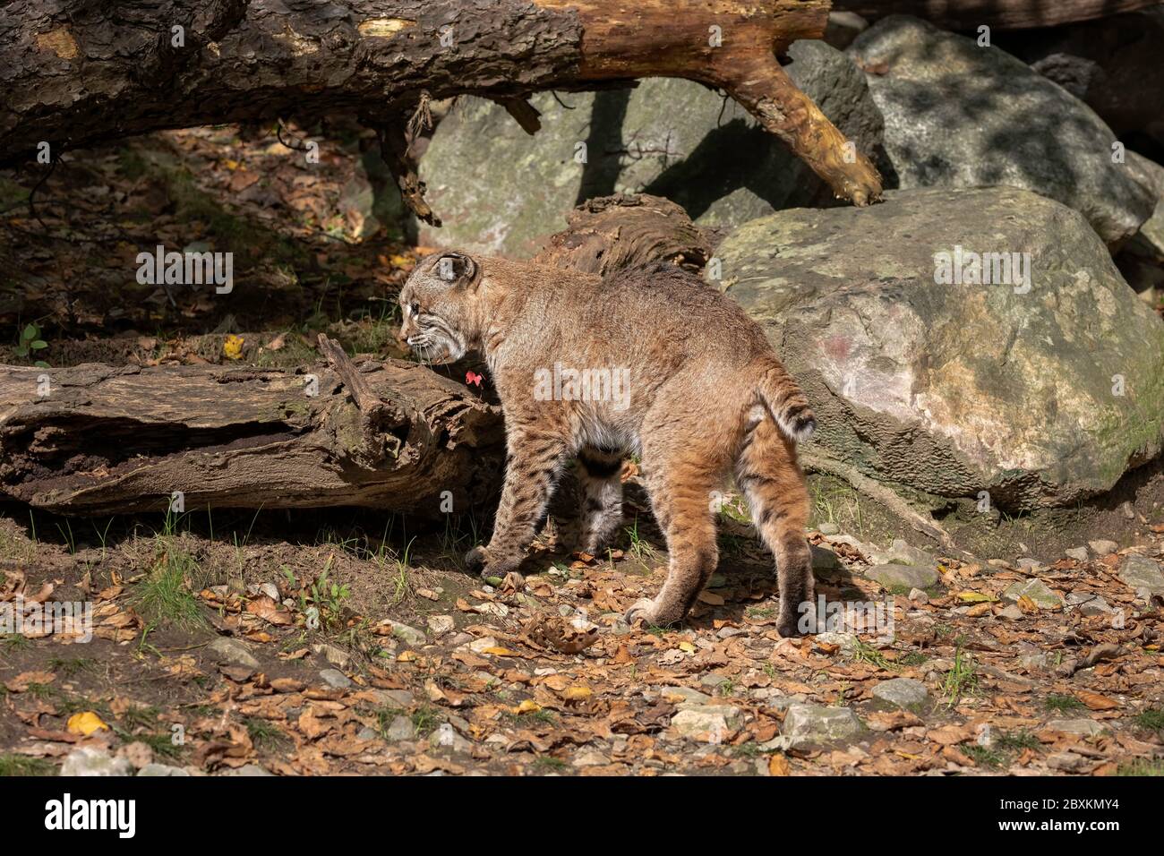Bobcat walking through a clearing with Fall leaves on the ground Stock ...