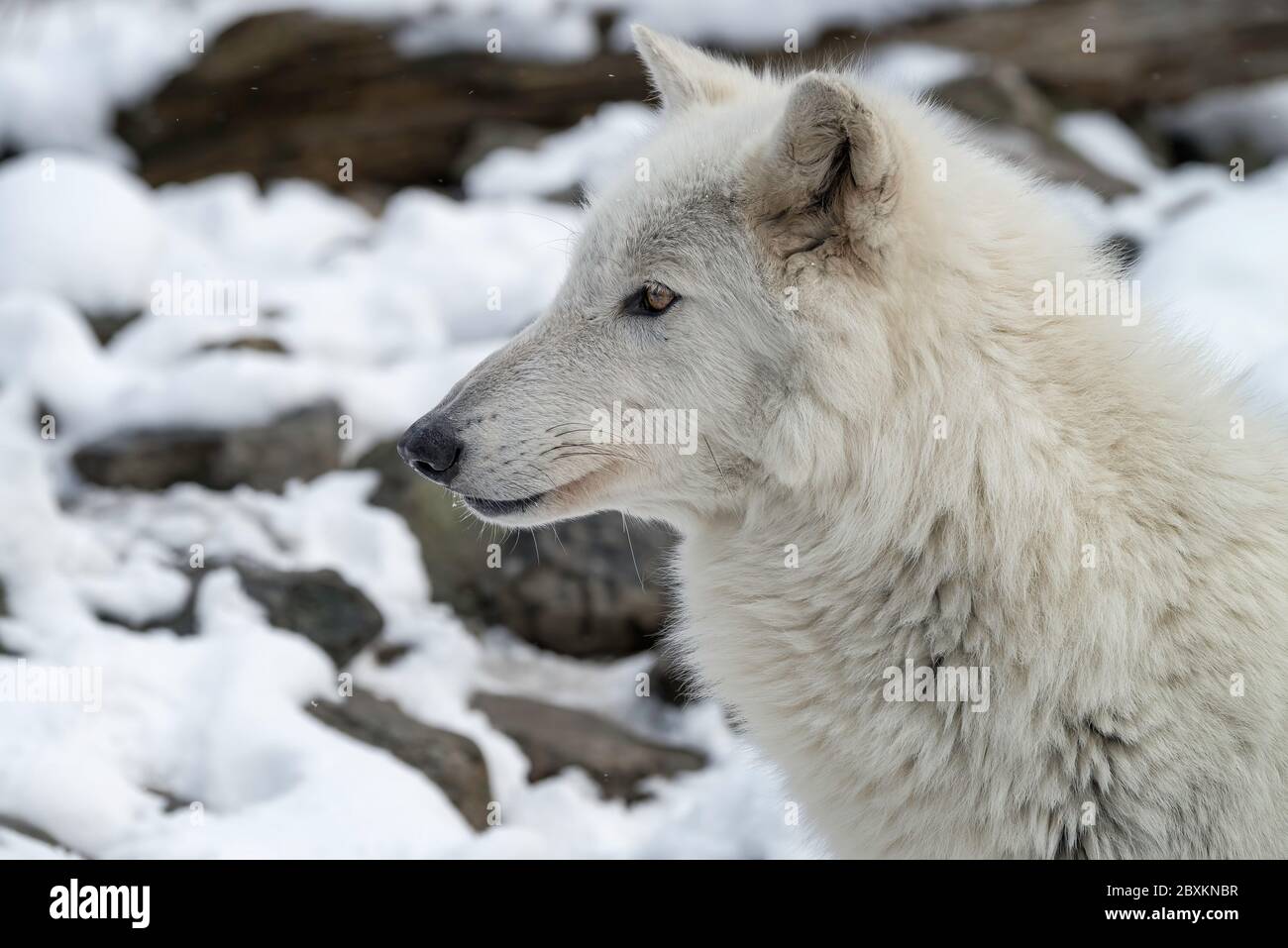 Close up of a beautiful white Timber Wolf (also known as a Gray or Grey Wolf) in the snow. Stock Photo