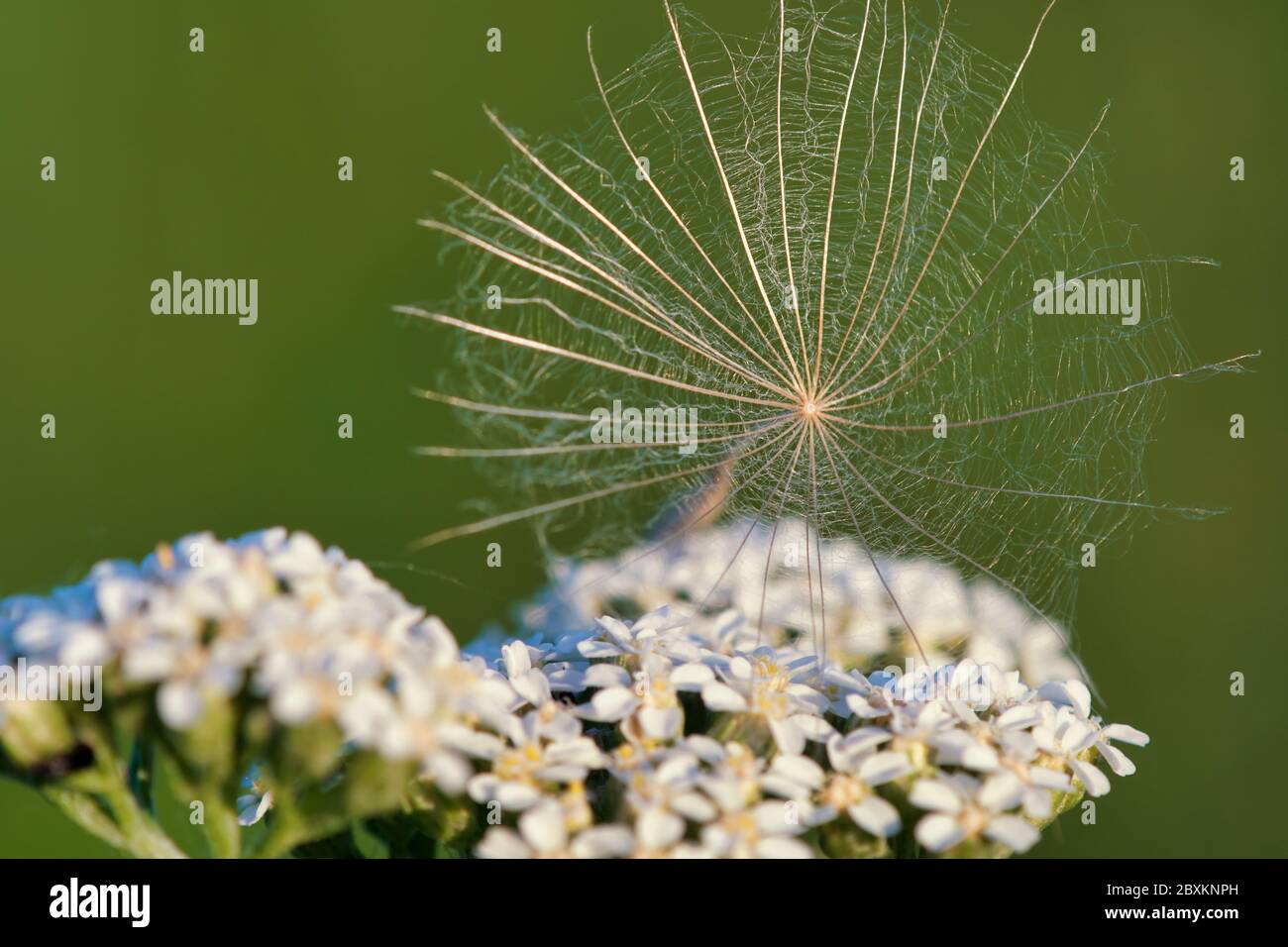 Dandelion seed hi-res stock photography and images - Alamy
