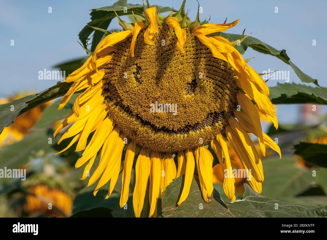 Close-up of a faded sunflower that someone plucked the seeds out of the center to make a smiley face Stock Photo