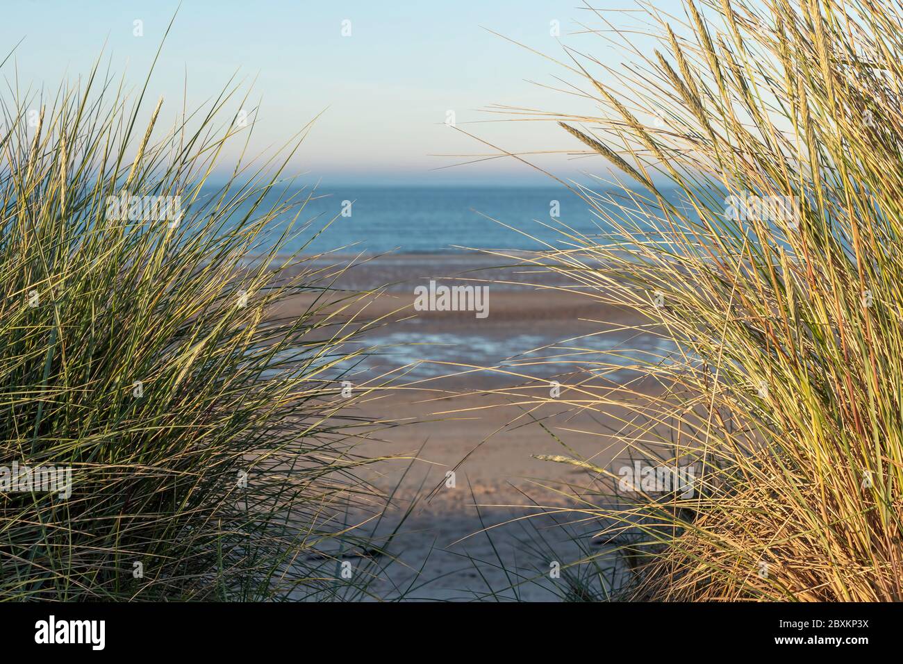 Beach scene at sunset looking though mounds of sea grass Stock Photo